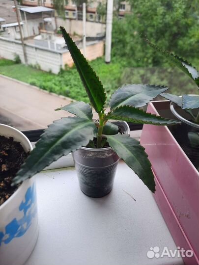 Каланхоэ лечебное