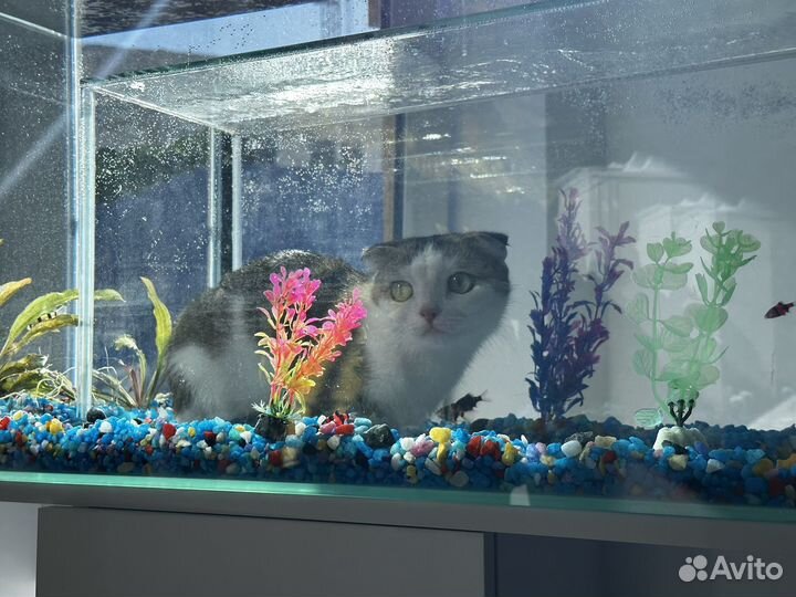 Аквариум с местом для кота