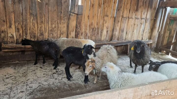 Овцы бараны ягнята