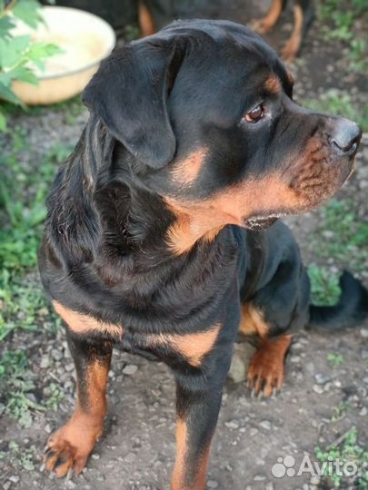 Вязка ротвейлера