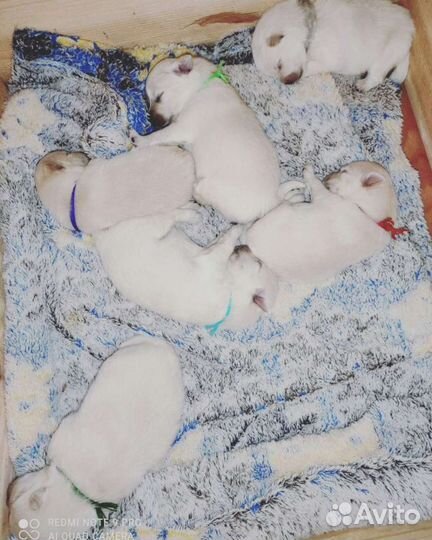 Шпиц кобель вязка