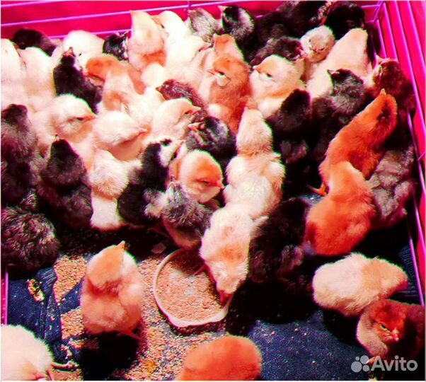 Инкубатор несушка