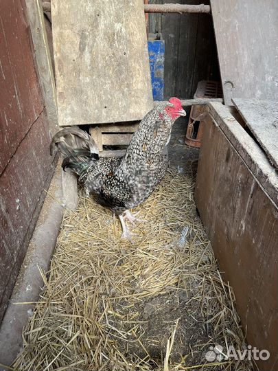 Петух амераукана