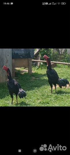 Продам бойцовых петухов