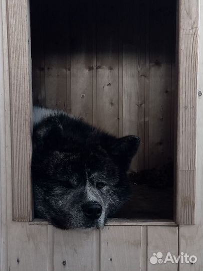 Тигровый кобель Акита-ину