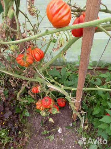 Семена томатов