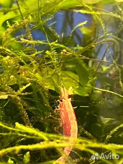 Креветки вишня