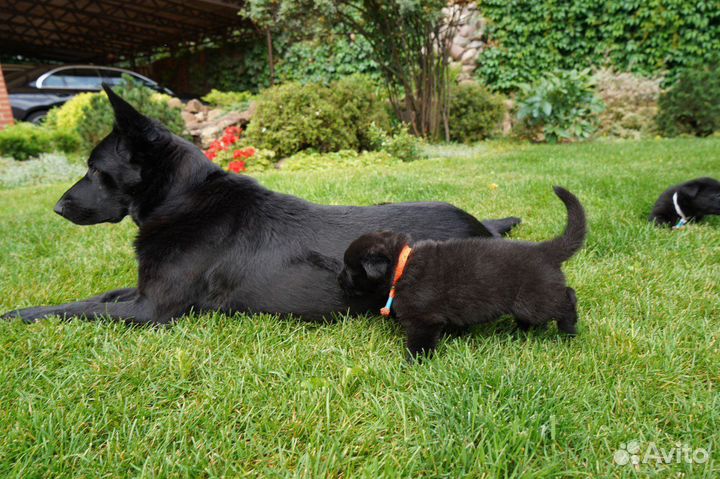 Собакисобакисобаки