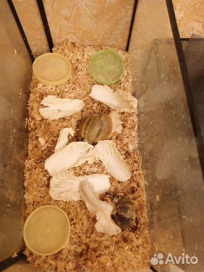 Улитки ахатины