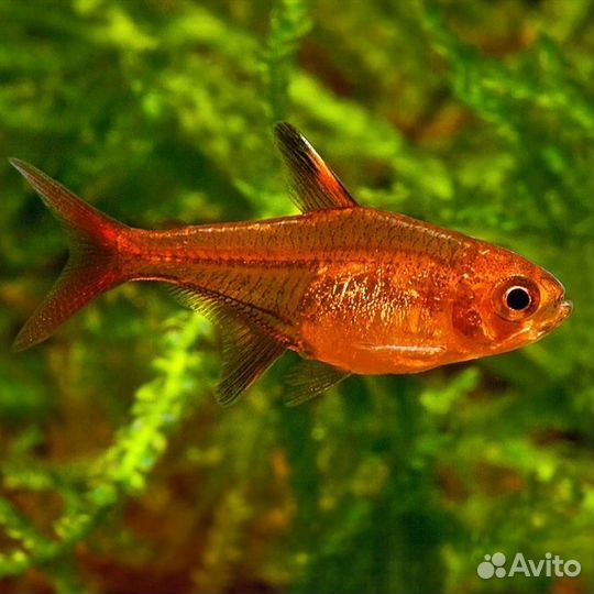 Эпиплатис, Аманда, попондетта, ириатерина