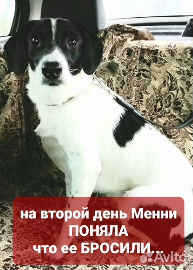 Собака ищет дом