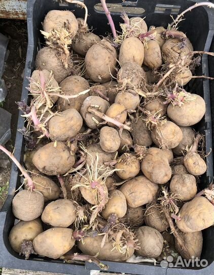 Картофель на семена