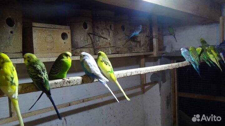 Птенцы волнистики