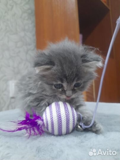 Котенок