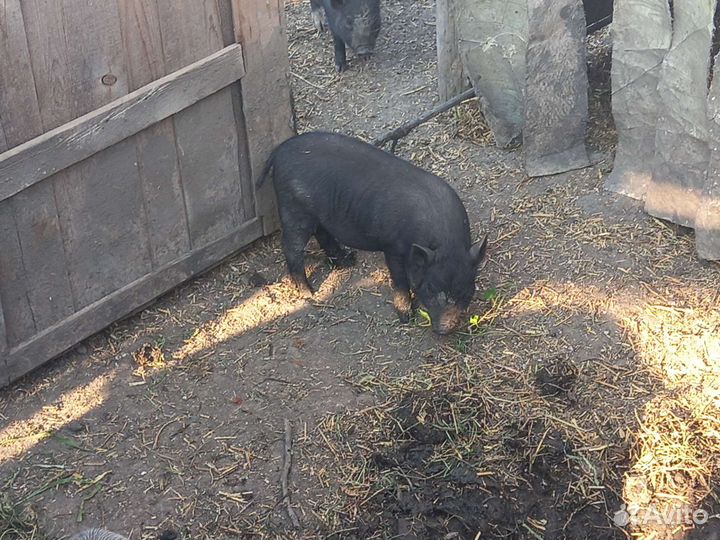 Вьетнамские вислобрюхие поросята