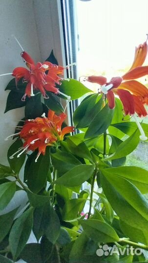 Эсхинантус