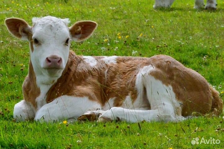 Телёнок с доставкой