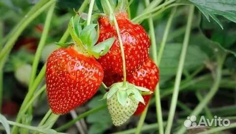 Саженцы виктории и садовой земляники