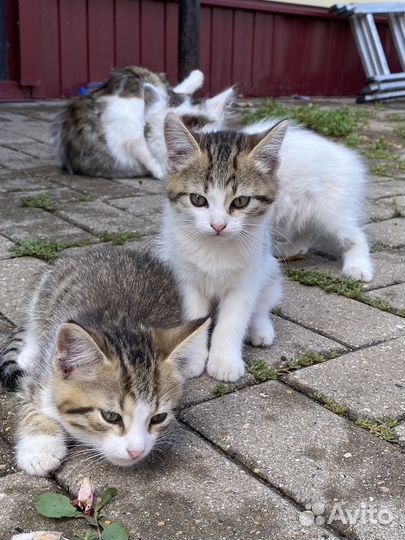 Котята в добрые руки