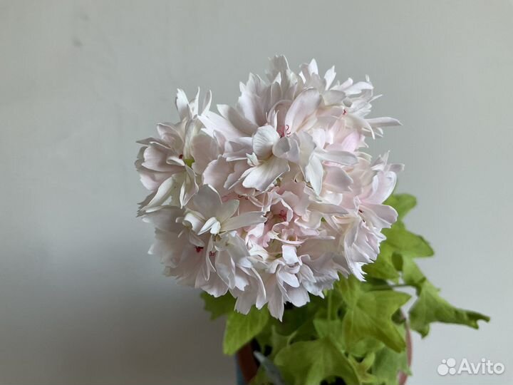 Пеларгония звездчатая (стеллар)