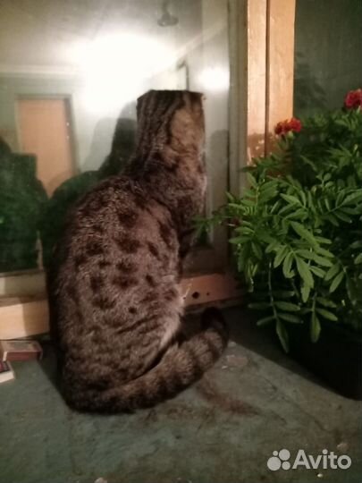 Кот Шотландский вислоухий бесплатно
