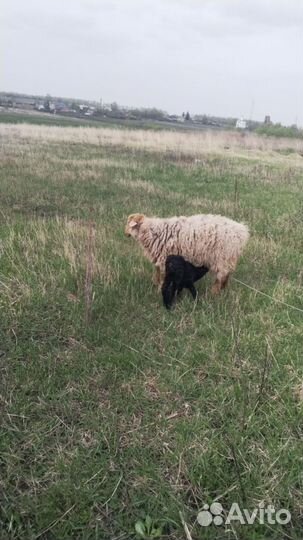 Овцы бараны ягнята