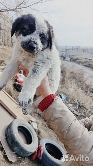 Собака в добрые руки щенок