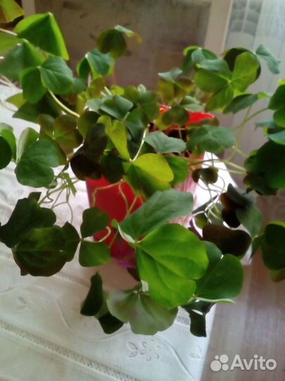 Комнатные цветы - Доброе утро (Оксалис)