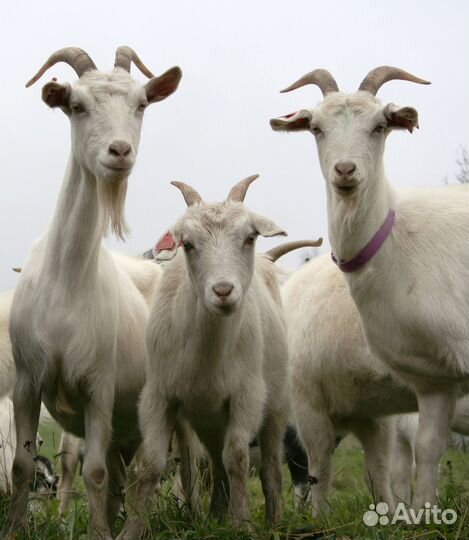 Продаются козы и козлята