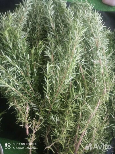 Розмарин свежий, сушёный