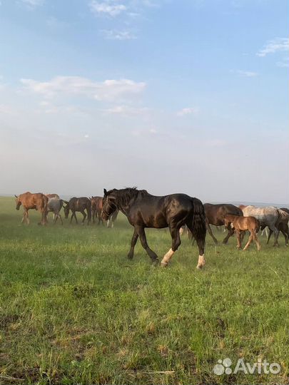 Табун лошадей