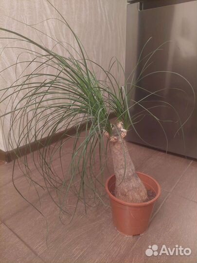 Нолина (бутылочное дерево)