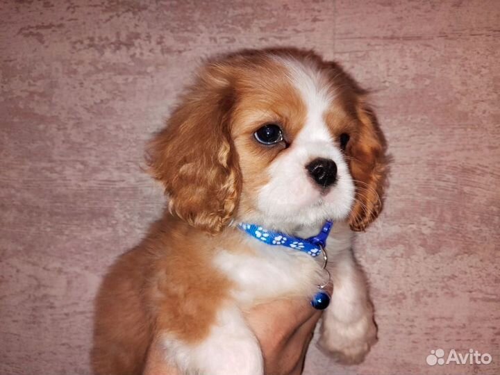 Мальчик кавалер РКФ