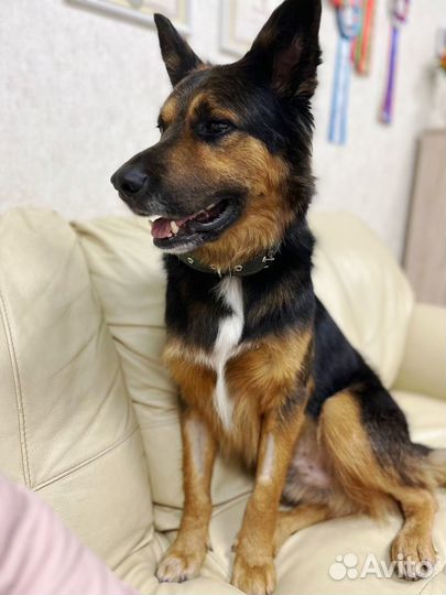 Собака в добрые руки