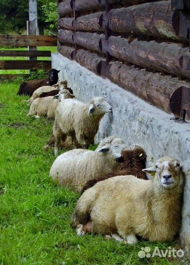 Овцы(Бараны) на продажу