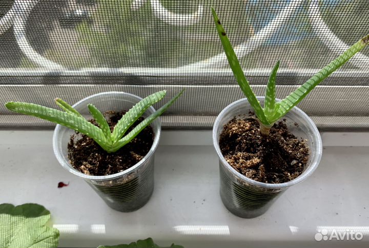 Алоэ вера растение