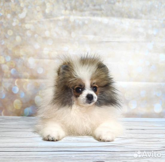 Померанский шпиц