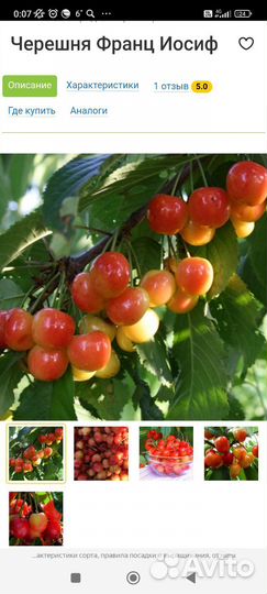 Саженцы плодовые