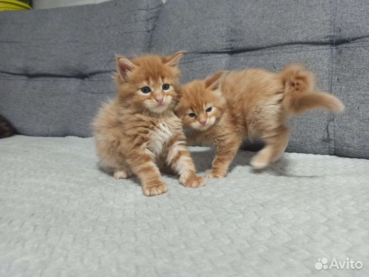 Котята мейн-кун