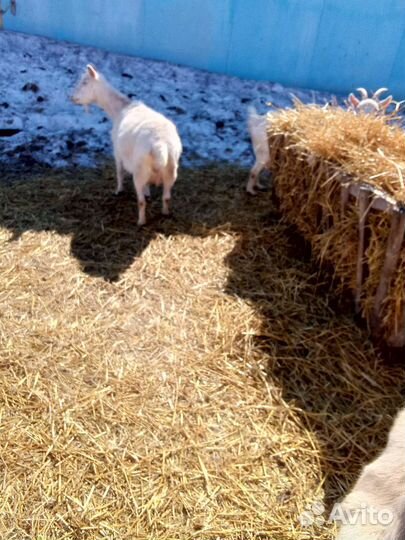 Продам дойных коз