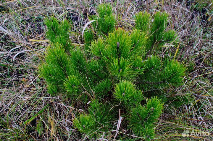 Сосна горная