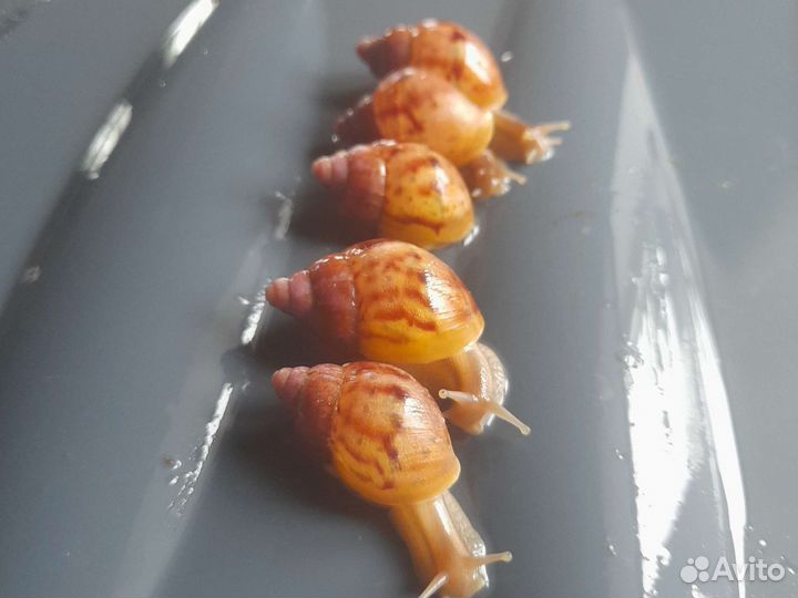 Улитки разных видов