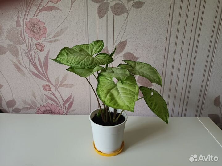 Комнатные цветы