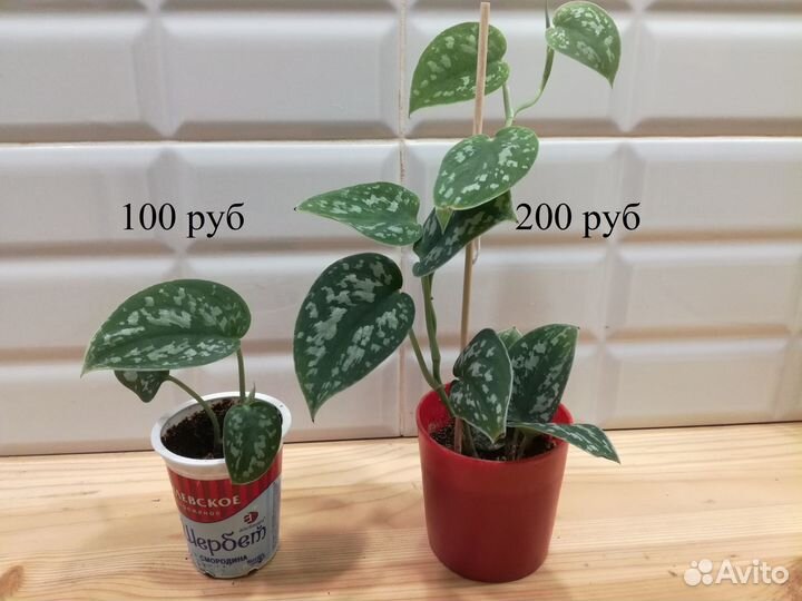 Сциндапсус Пиктус (Scindapsus Pictus)