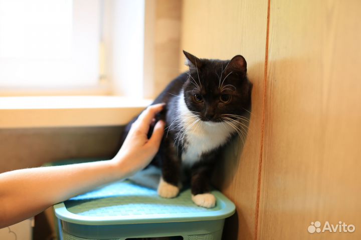 Котик 1 год, в добрые руки