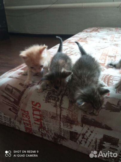 Котята в добрые руки