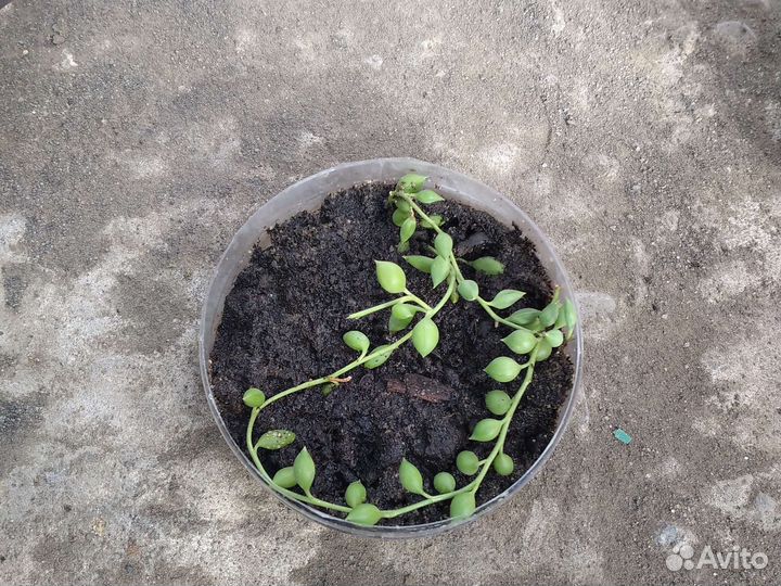 Эписция,Колерия,Молочай,Руэллия,Каллизия,Крестовни