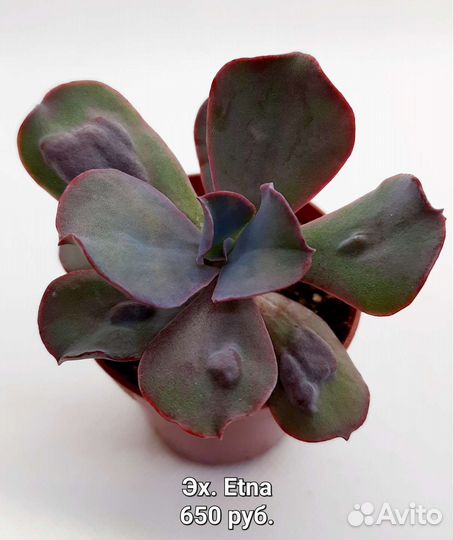 Суккуленты 2