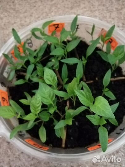 Растения для сада