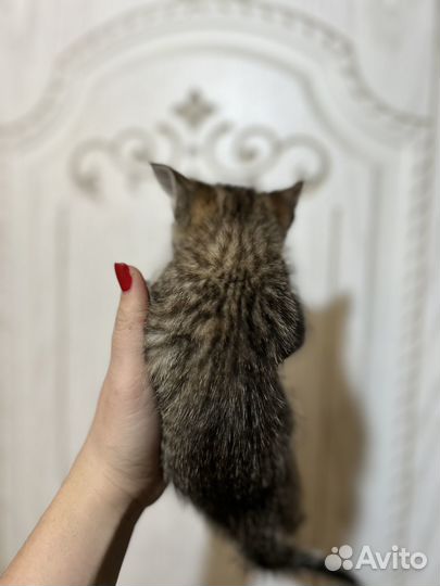 Котята в добрые руки бесплатно